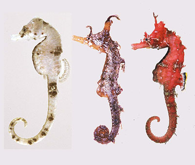 三浦半島でみられるタツノオトシゴのなかま