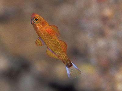 ヒメアオギハゼ