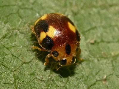 アミダテントウ